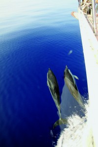 Dolphin sightings are always a time for celebration